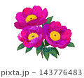 鮮やかなピンクと紫の花が咲くボタニカルイラスト 143776483