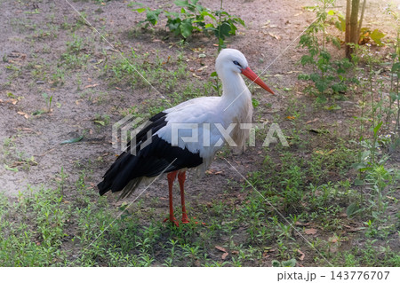 Stork is looking for food in green forest. Birds with long, red bills. Bird that nests near people home. Long-legged bird. 143776707
