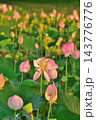福島潟の蓮の花と緑の葉（新潟県新潟市） 143776776