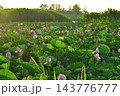 福島潟の蓮の花と緑の葉（新潟県新潟市） 143776777