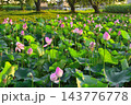 福島潟の蓮の花と緑の葉（新潟県新潟市） 143776778
