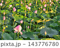 福島潟の蓮の花と緑の葉（新潟県新潟市） 143776780