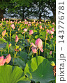 福島潟の蓮の花と緑の葉（新潟県新潟市） 143776781