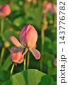 福島潟の蓮の花と緑の葉（新潟県新潟市） 143776782