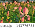 福島潟の蓮の花と緑の葉（新潟県新潟市） 143776783