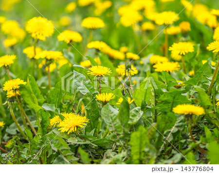 Field of yellow dandelions. Taraxacum officinale, the common dandelion 143776804