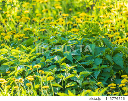 The nettle, Urtica dioica, with green leaves grows in natural thickets. Medicinal wild plant nettle. Nettle grass with fluffy green leaves. The nettle, Urtica dioica, with green leaves grows in natural thickets. Medicinal wild plant nettle. Nettle grass with fluffy green leaves. 143776826