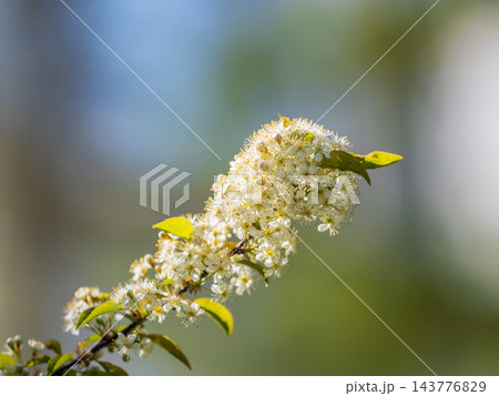 White flowers blooming bird cherry. Close-up of a Flowering Prunus padus Tree with White Little Blossoms 143776829