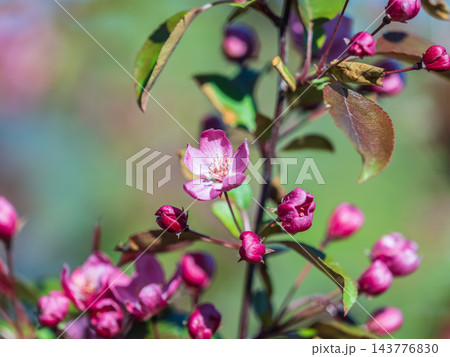 Fresh pink flowers of a blossoming apple tree with blured background Fresh pink flowers of a blossoming apple tree with blured background 143776830