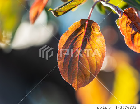 Branches of bushes with young dark red and orange leaves. Branches of bushes with young dark red and orange leaves. 143776833
