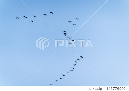 A flock of Black Cormorants flying in blue sky. The great cormorant, Phalacrocorax carbo A flock of Black Cormorants flying in blue sky. The great cormorant, Phalacrocorax carbo 143776902