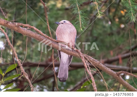 Jay standing on dry yellow grass, looking down for food.The Eurasian jay (Garrulus glandarius) Jay standing on dry yellow grass, looking down for food.The Eurasian jay (Garrulus glandarius) 143776903