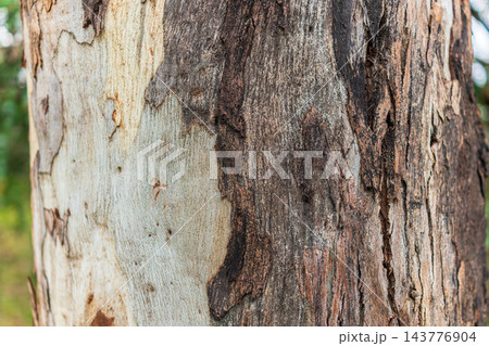Bark texture and background of a old tree trunk. Detailed bark texture. Bark texture and background of a old tree trunk. Detailed bark texture. 143776904
