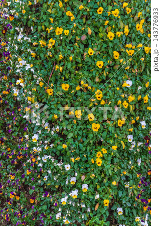 Viola (pansy) covered with a multitude of small yellow, white, and purple flowers. Heartsease or Viola tricolor, Johnny Jump up, yellow pansy, heart's ease, heart's delight, tickle-my-fancy 143776933