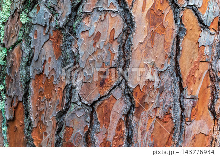 Old wood pine bark texture or background. Old wood pine bark texture or background. 143776934