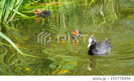 Eurasian Coot with Chicks Swimming on Lake Eurasian Coot with Chicks Swimming on Lake 143776946