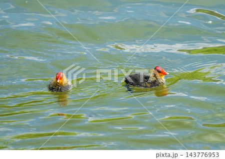 Eurasian coot chick with vivid red beak floating on dark water, perfect reflection below, warm bokeh background - intimate wildlife close-up 143776953