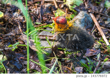Eurasian coot chick with vivid red beak floating on dark water, perfect reflection below, warm bokeh background - intimate wildlife close-up Eurasian coot chick with vivid red beak floating on dark water, perfect reflection below, warm bokeh background - intimate wildlife close-up 143776972