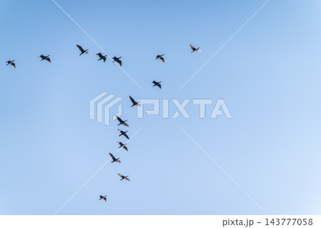A flock of Black Cormorants flying in blue sky. The great cormorant, Phalacrocorax carbo A flock of Black Cormorants flying in blue sky. The great cormorant, Phalacrocorax carbo 143777058