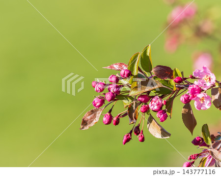 Fresh pink flowers of a blossoming apple tree with blured background 143777116