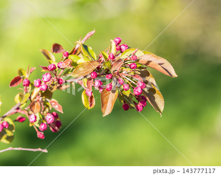 Fresh pink flowers of a blossoming apple tree with blured background Fresh pink flowers of a blossoming apple tree with blured background 143777117