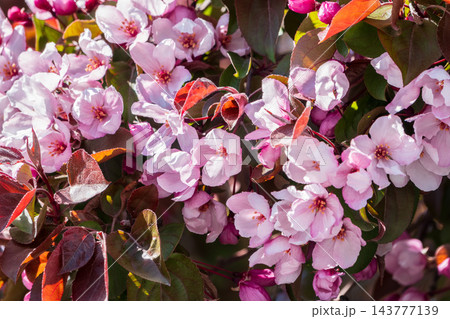 Fresh pink flowers of a blossoming apple tree with blured background Fresh pink flowers of a blossoming apple tree with blured background 143777139
