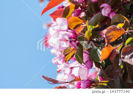 Fresh pink flowers of a blossoming apple tree with blured background 143777140