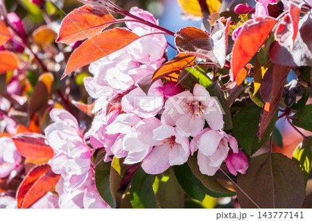 Fresh pink flowers of a blossoming apple tree with blured background 143777141