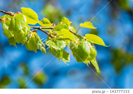 Tilia cordata, the small-leaved lime or small-leaved linden branch with fresh leaves in spring 143777155