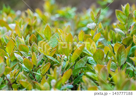 Green leaves with water drops after rain Green leaves with water drops after rain 143777188