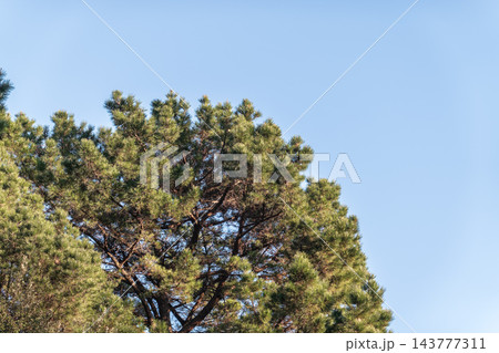 Green pine tree with long needles on a background of blue sky. Freshness, nature, concept. Pinus pinea Green pine tree with long needles on a background of blue sky. Freshness, nature, concept. Pinus pinea 143777311