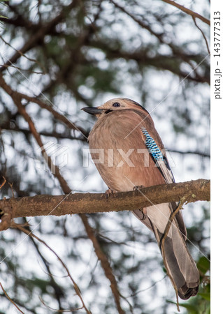 Jay standing on dry yellow grass, looking down for food.The Eurasian jay (Garrulus glandarius) Jay standing on dry yellow grass, looking down for food.The Eurasian jay (Garrulus glandarius) 143777313