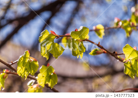 Tilia cordata, the small-leaved lime or small-leaved linden branch with fresh leaves in spring Tilia cordata, the small-leaved lime or small-leaved linden branch with fresh leaves in spring 143777323