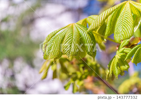 Green Chestnut Leaves in beautiful light. Spring season, spring colors. 143777332