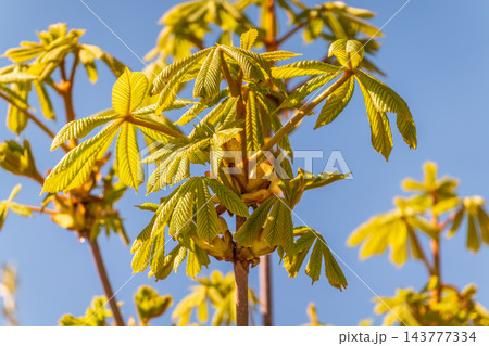 Green Chestnut Leaves in beautiful light. Spring season, spring colors. Green Chestnut Leaves in beautiful light. Spring season, spring colors. 143777334
