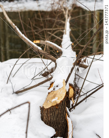 Bitten trunk by beaver in winter. Stem tree with trace from teeth of the beaver 143777371