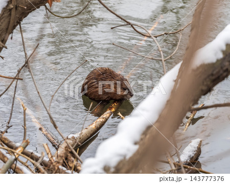 Muskrat eating vegetation on ice on the edge of the ice in a pond in winter Muskrat eating vegetation on ice on the edge of the ice in a pond in winter 143777376