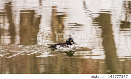 Duck. Male common goldeneye. Medium-sized duck from northern Canada, USA, Russia and Scandinavia. Aggressive and territorial duck nesting in tree cavities, migrating to south during winter 143777377
