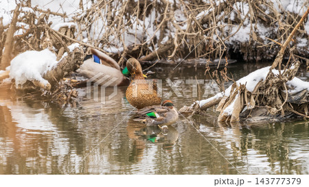 Male of Eurasian Teal, Common Teal or Eurasian Green-winged Teal, Anas crecca on the water in a winter river. 143777379