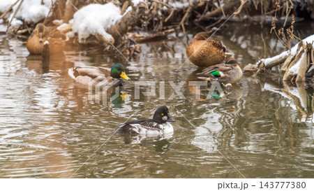 Duck. Male common goldeneye. Medium-sized duck from northern Canada, USA, Russia and Scandinavia. Aggressive and territorial duck nesting in tree cavities, migrating to south during winter Duck. Male common goldeneye. Medium-sized duck from northern Canada, USA, Russia and Scandinavia. Aggressive and territorial duck nesting in tree cavities, migrating to south during winter 143777380
