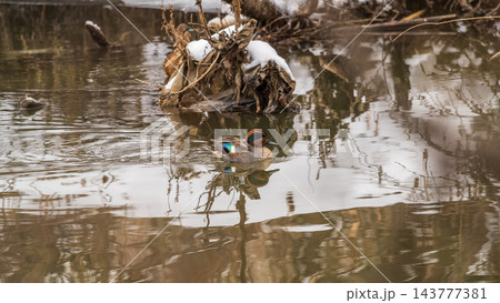 Male of Eurasian Teal, Common Teal or Eurasian Green-winged Teal, Anas crecca on the water in a winter river. Male of Eurasian Teal, Common Teal or Eurasian Green-winged Teal, Anas crecca on the water in a winter river. 143777381