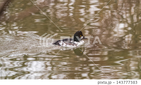 Duck. Male common goldeneye. Medium-sized duck from northern Canada, USA, Russia and Scandinavia. Aggressive and territorial duck nesting in tree cavities, migrating to south during winter 143777383