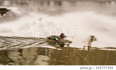 Male of Eurasian Teal, Common Teal or Eurasian Green-winged Teal, Anas crecca on the water in a winter river. Male of Eurasian Teal, Common Teal or Eurasian Green-winged Teal, Anas crecca on the water in a winter river. 143777384