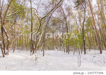 A young green tree is covered by unexpected snow in May. Early spring snowfall . Green tree branches covered with snow. Green tree branch under snow A young green tree is covered by unexpected snow in May. Early spring snowfall . Green tree branches covered with snow. Green tree branch under snow 143777394
