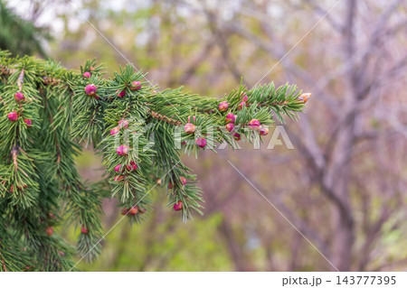 Closeup of fir branches with young buds. Spring nature concept. Fir branches with fresh shoots 143777395