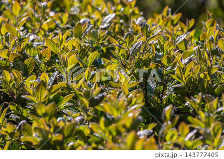 Green leaves with water drops after rain Green leaves with water drops after rain 143777405