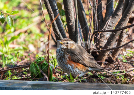 Wood bird Redwing, Turdus iliacus, on a sprng lawn. 143777406