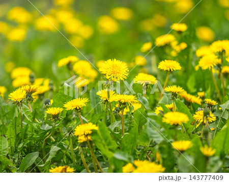 Field of yellow dandelions. Taraxacum officinale, the common dandelion 143777409