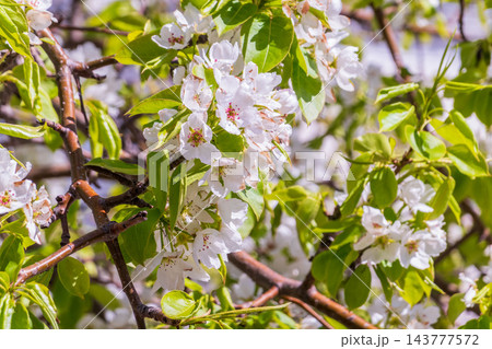 White blossoming apple trees in the sunset light. Spring season, spring colors. White blossoming apple trees in the sunset light. Spring season, spring colors. 143777572