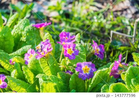 Pink or purple Primrose flowers, Primula vulgaris, from the family Primulaceae. Pink or purple Primrose flowers, Primula vulgaris, from the family Primulaceae. 143777596